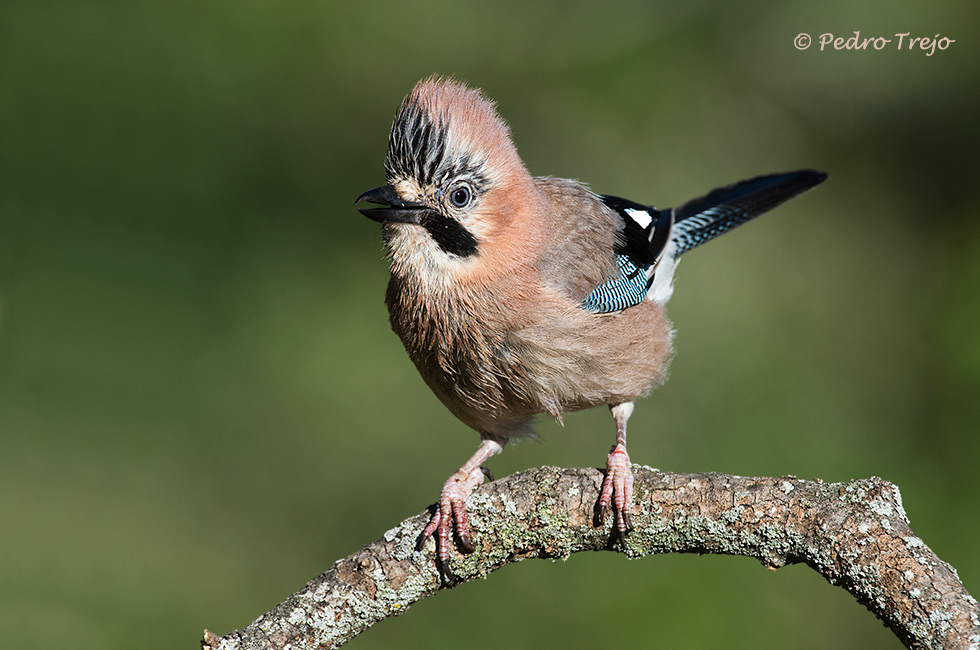 Arrendajo (Garrulus glandarius)